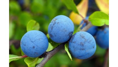 Owoc tarniny – zdrowotne właściwości w nim zawarte